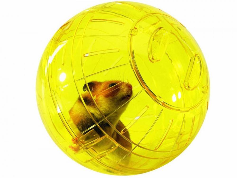 ᐉ прогулочный шар для хомяка: как сделать своими руками в домашних условиях - kcc-zoo.ru