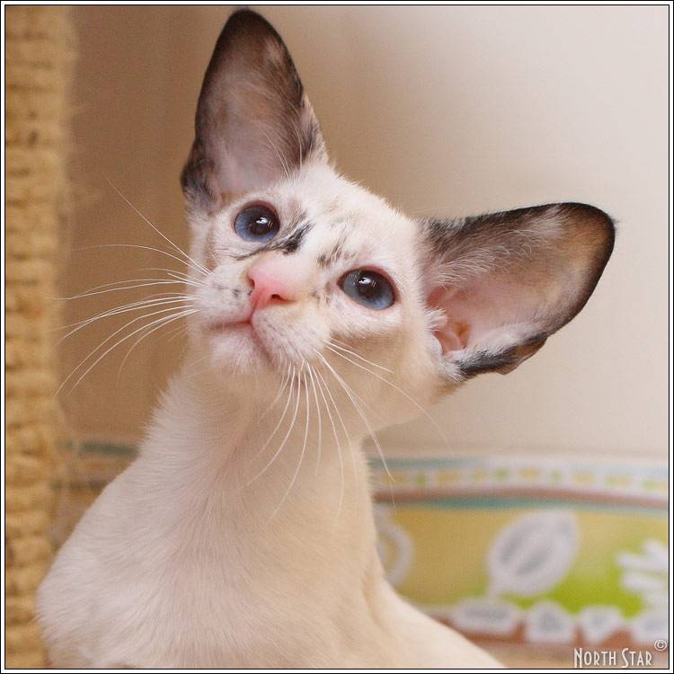 Сейшельская кошка. описание породы