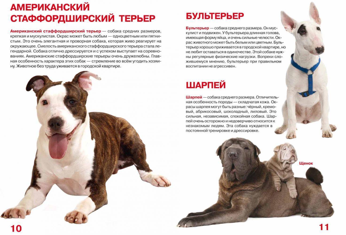 Бультерьер: фото собаки, описание породы, уход, чем кормить щенков