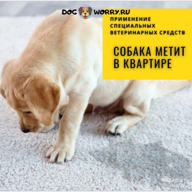 ᐉ как отучить собаку метить - ➡ motildazoo.ru