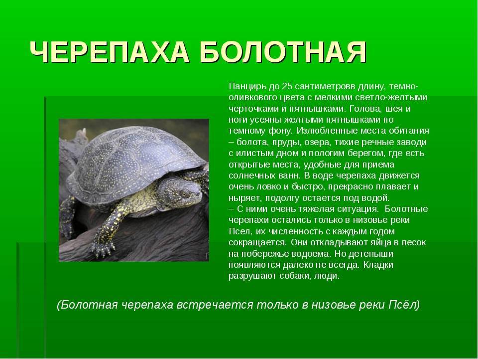 Рептилии красной книги. Карликовая Болотная черепаха. Пресмыкающиеся Болотная черепаха. Зеленая Болотная черепаха. Черепашата Болотной черепахи.
