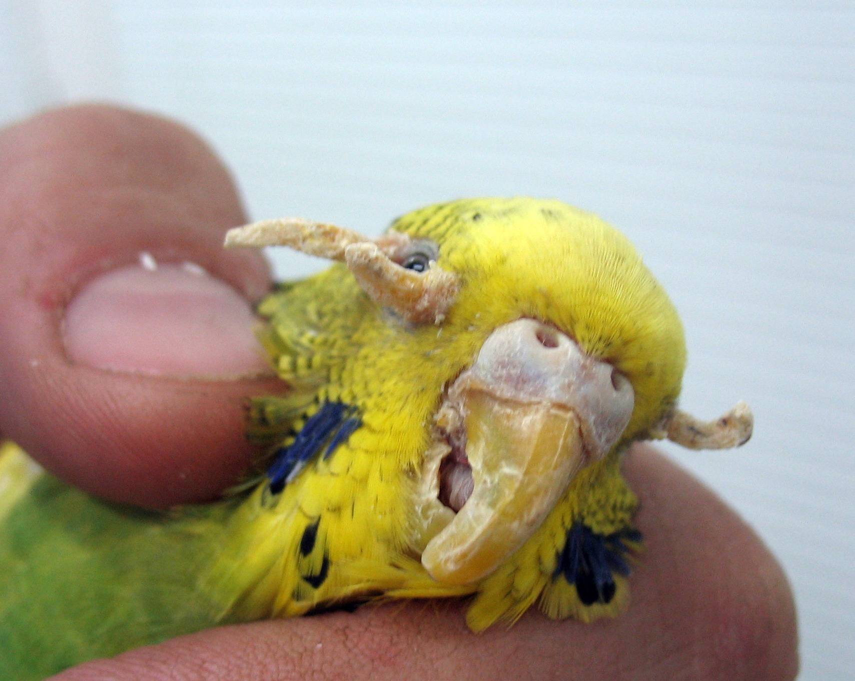 Болезни и лечение попугаев