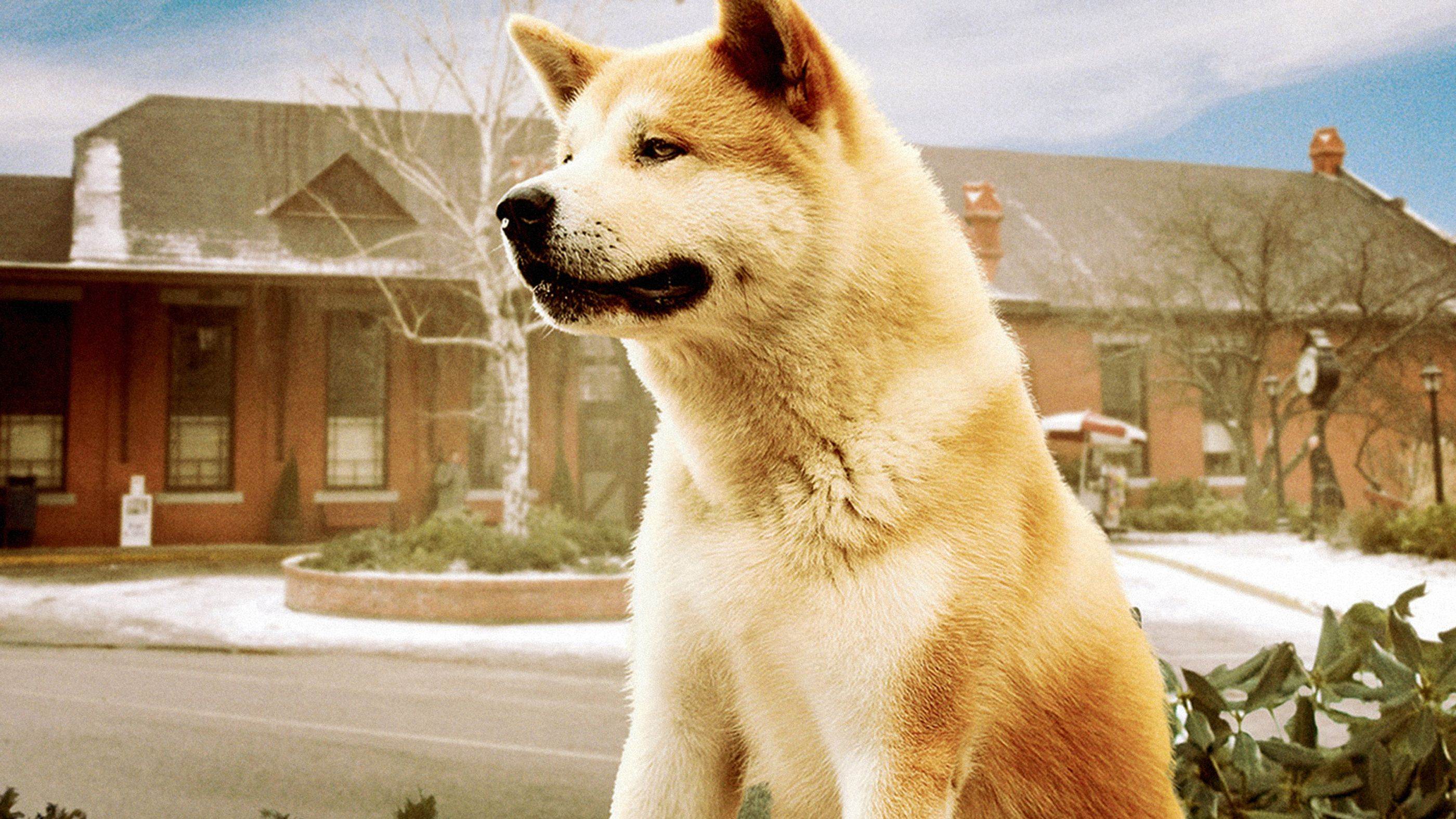 Как выглядит собака хатико. порода собаки хатико — акита-ину, ее описание и история
