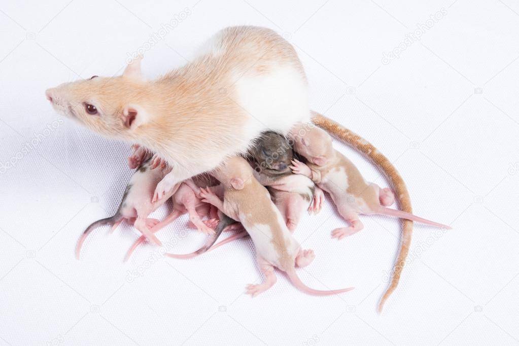 Новорожденные крысята уход