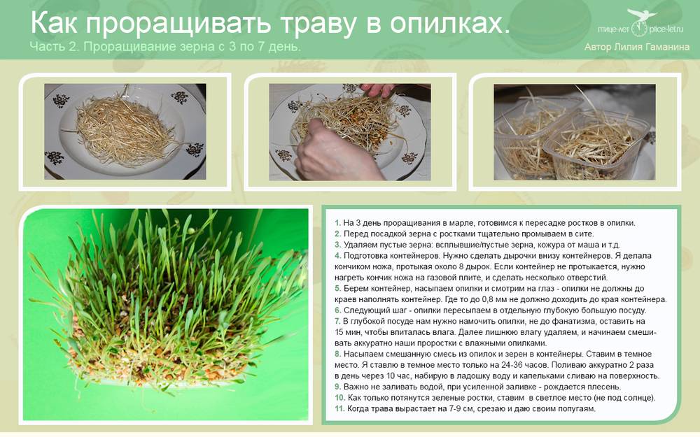 Можно ли овес попугаям и в каком виде