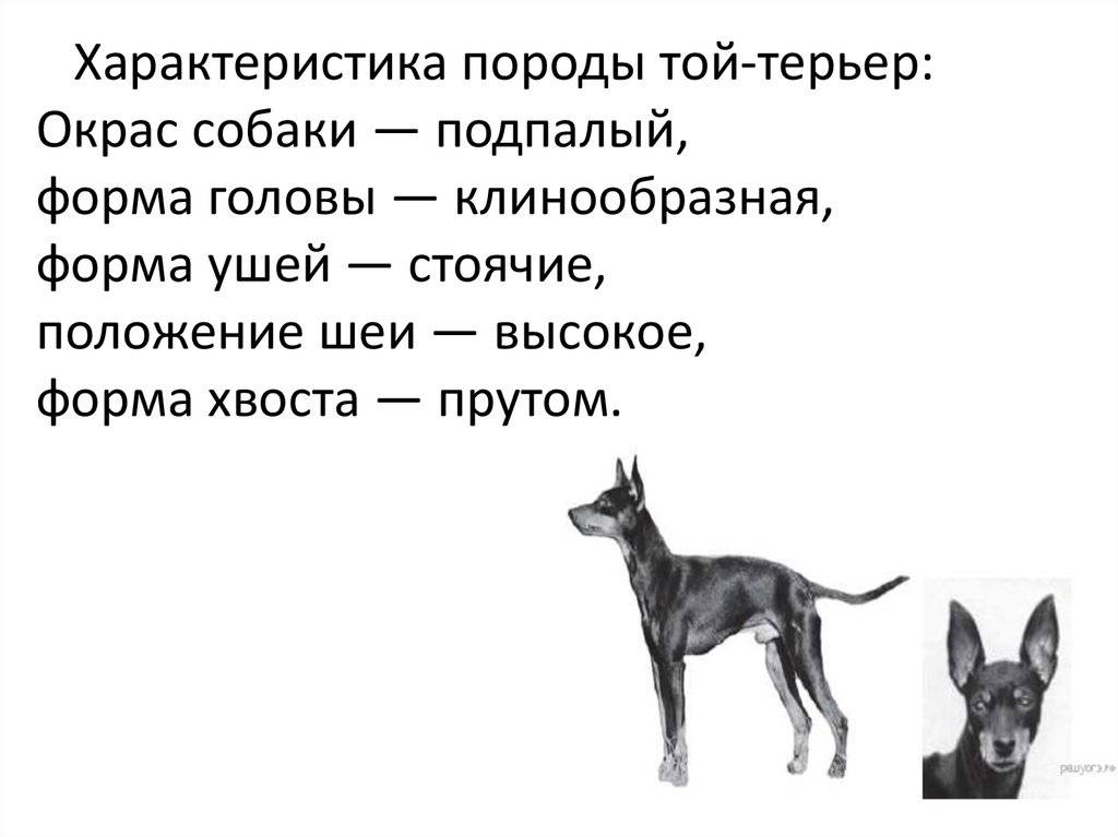 Уход и содержание той-терьера: как ухаживать за мальчиком или девочкой в 1 и 2 месяца