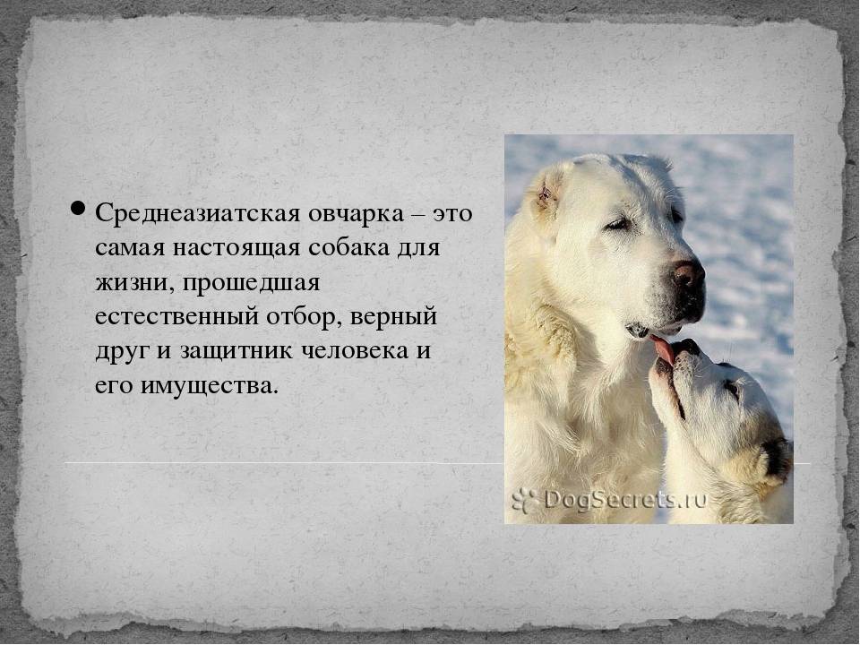 Собаки, сильнее волка: виды, описание и фото популярных волкодавов