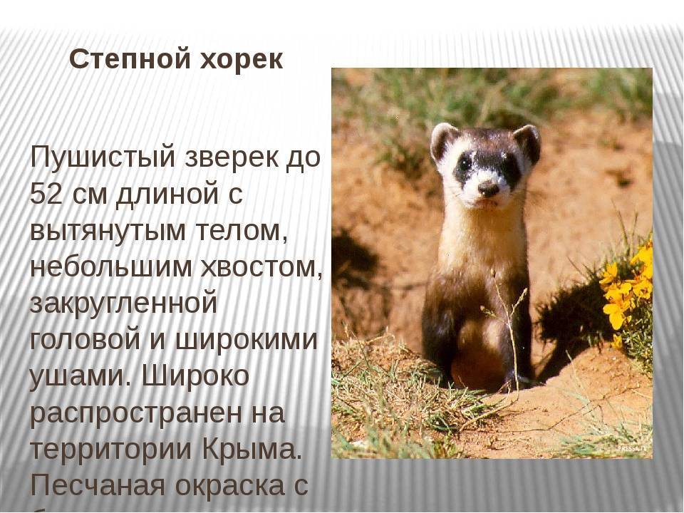 Степной хорек