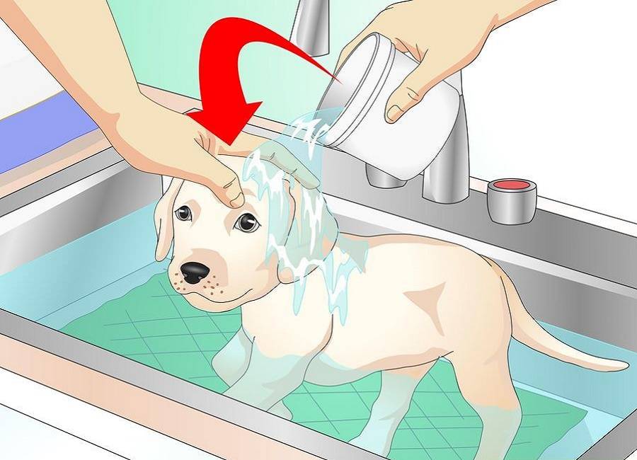 Когда можно купать щенка: особенности ухода за различными породами
