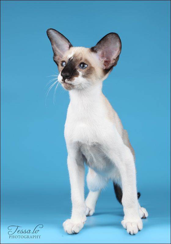 Сейшельская кошка - породы кошек | некоммерческий учебно-познавательный интернет-портал зоогалактика
