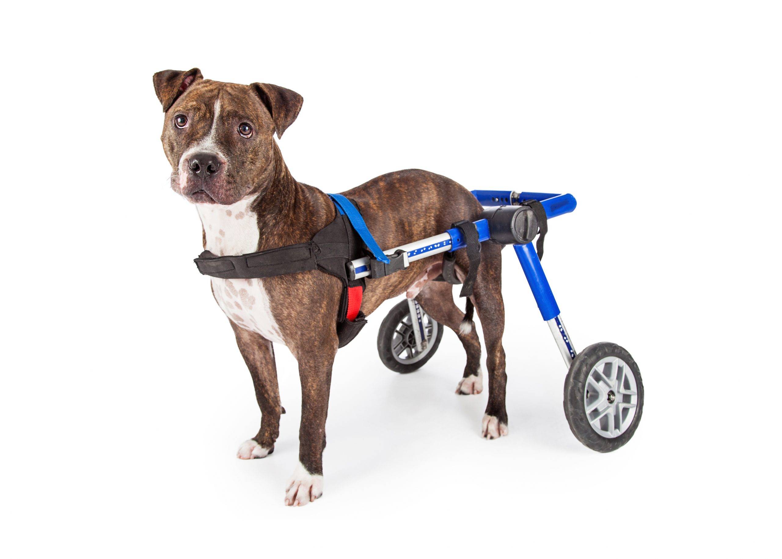 Обзор современных инвалидных колясок для собаки с отказом задних конечностей