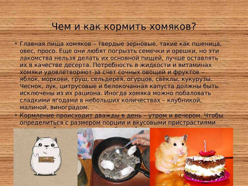 Чем питаются джунгарские хомяки в домашних условиях?