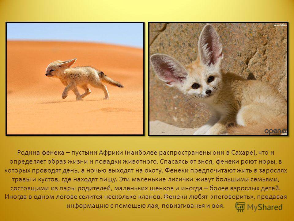 Фенек в домашних условиях