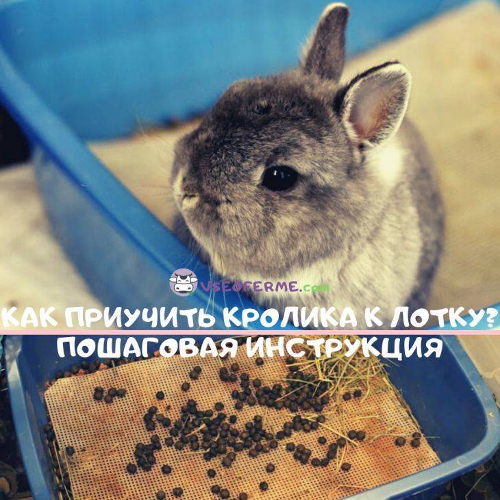 Кролик перестал ходить в лоток