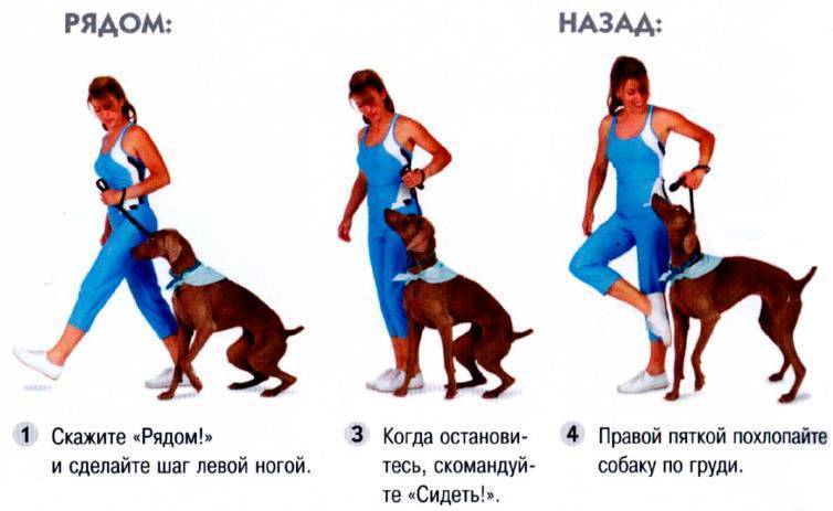 Дрессировка собак в домашних условиях для начинающих: с чего начать