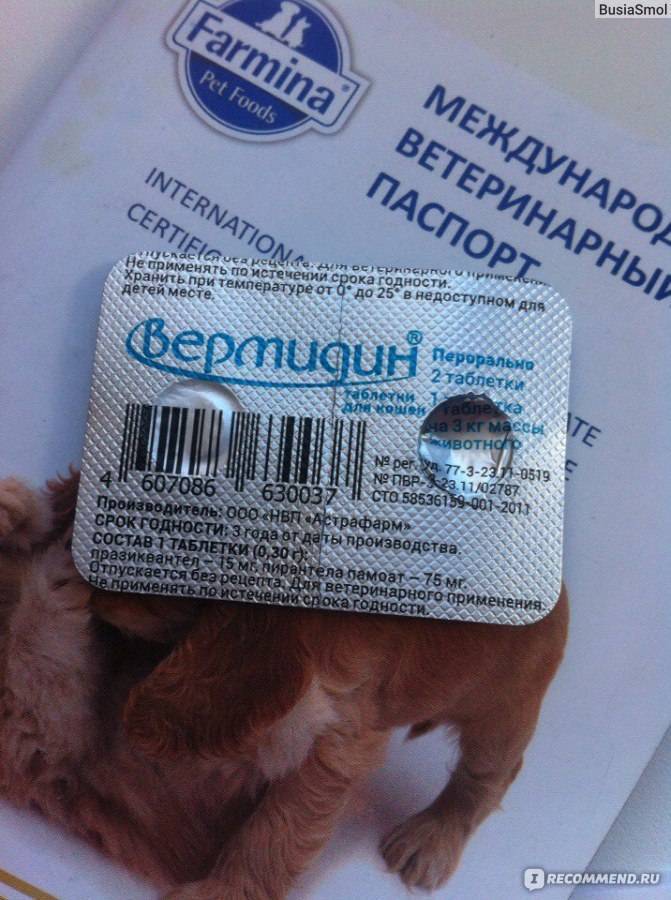 Вермидин для собак: характеристика препарата и способы применения