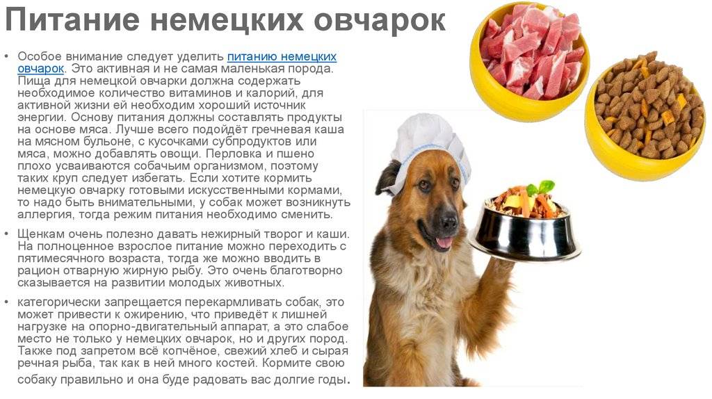 Как правильно кормить свою собаку натуральной пищей?