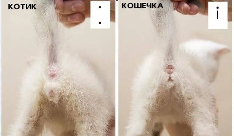 Какого котенка выбрать для ребенка? | ваши питомцы