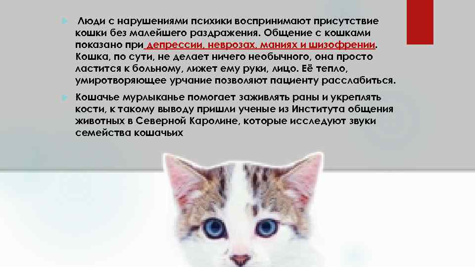 Почему домашние коты и кошки вдруг становятся агрессивными, нападают на хозяев и кусают их?
