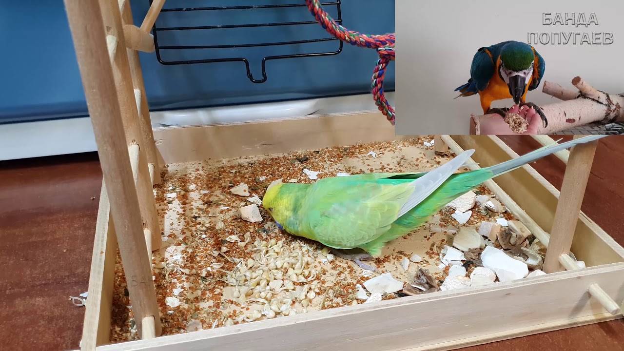 Обустройство гнезда для волнистых попугаев