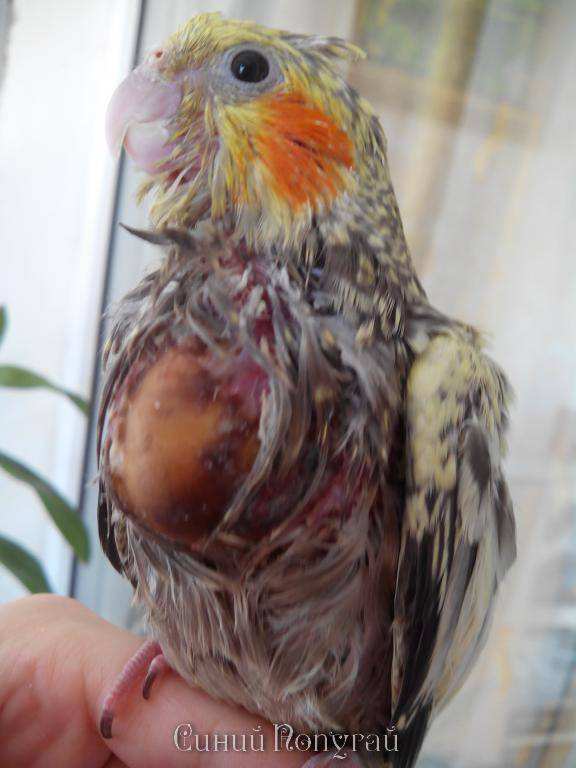 Лечение и симптомы воспаления зоба у волнистых попугаев