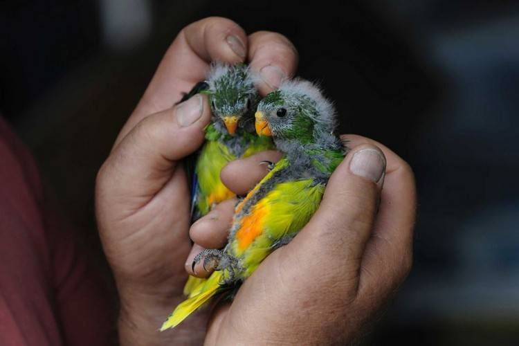 Какая порода попугаев самая маленькая