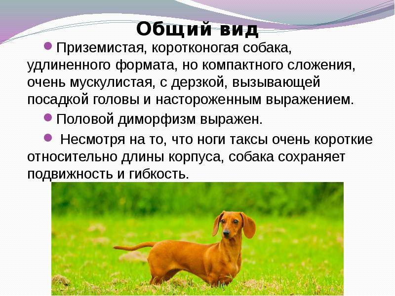 Такса (собака): описание породы и характера