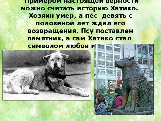 Топ-20 самых больших собак в мире
