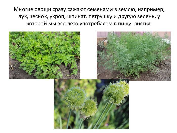 Можно ли давать кроликам укроп и петрушку?