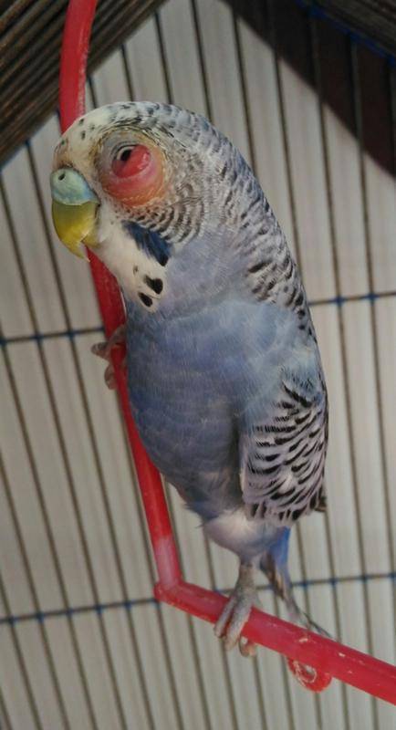 Орнитоз птиц: что это такое, симптомы у попугаев