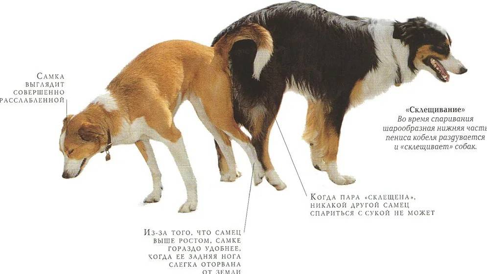 Спаривание собак: что такое вязка, как размножаются питомцы