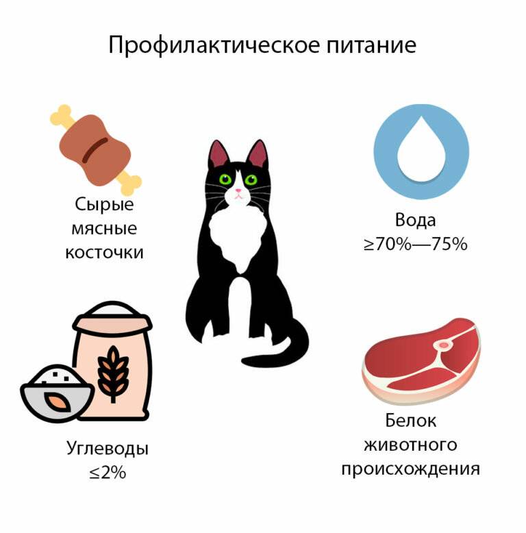 Корм для кошки: как выбрать качественный