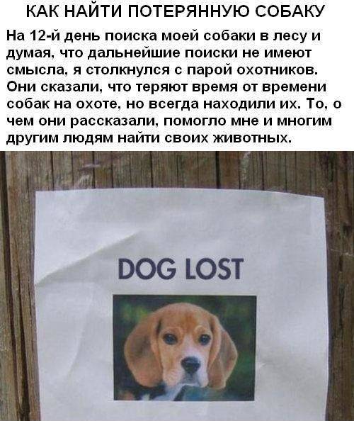 Рекомендации о том как легко и быстро найти потерянную собаку, которая сбежала