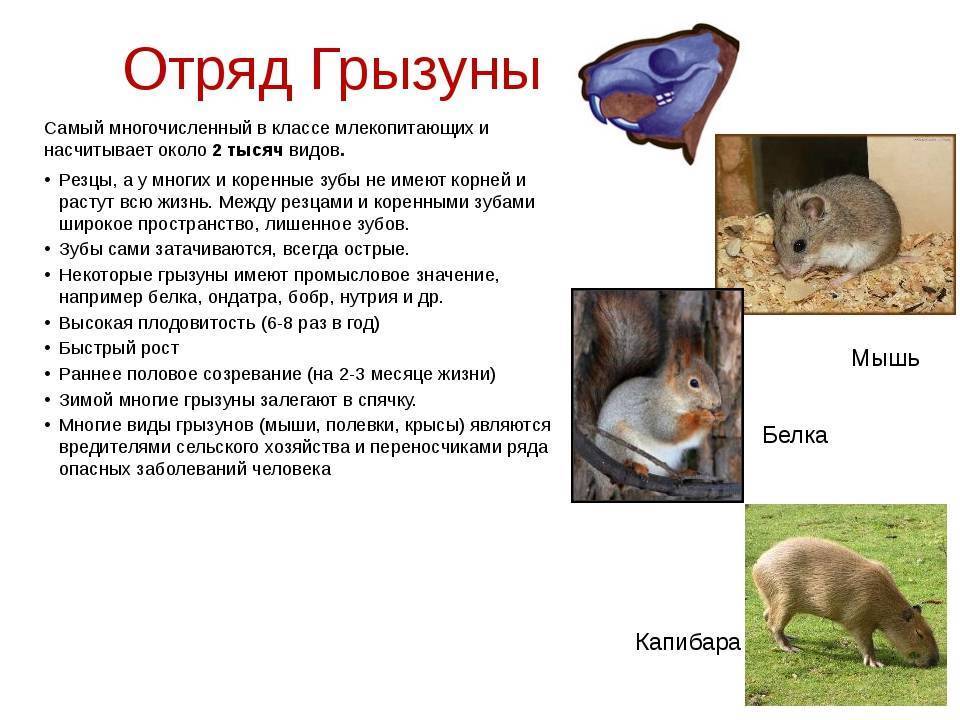 Какие бывают грызуны — подробный список