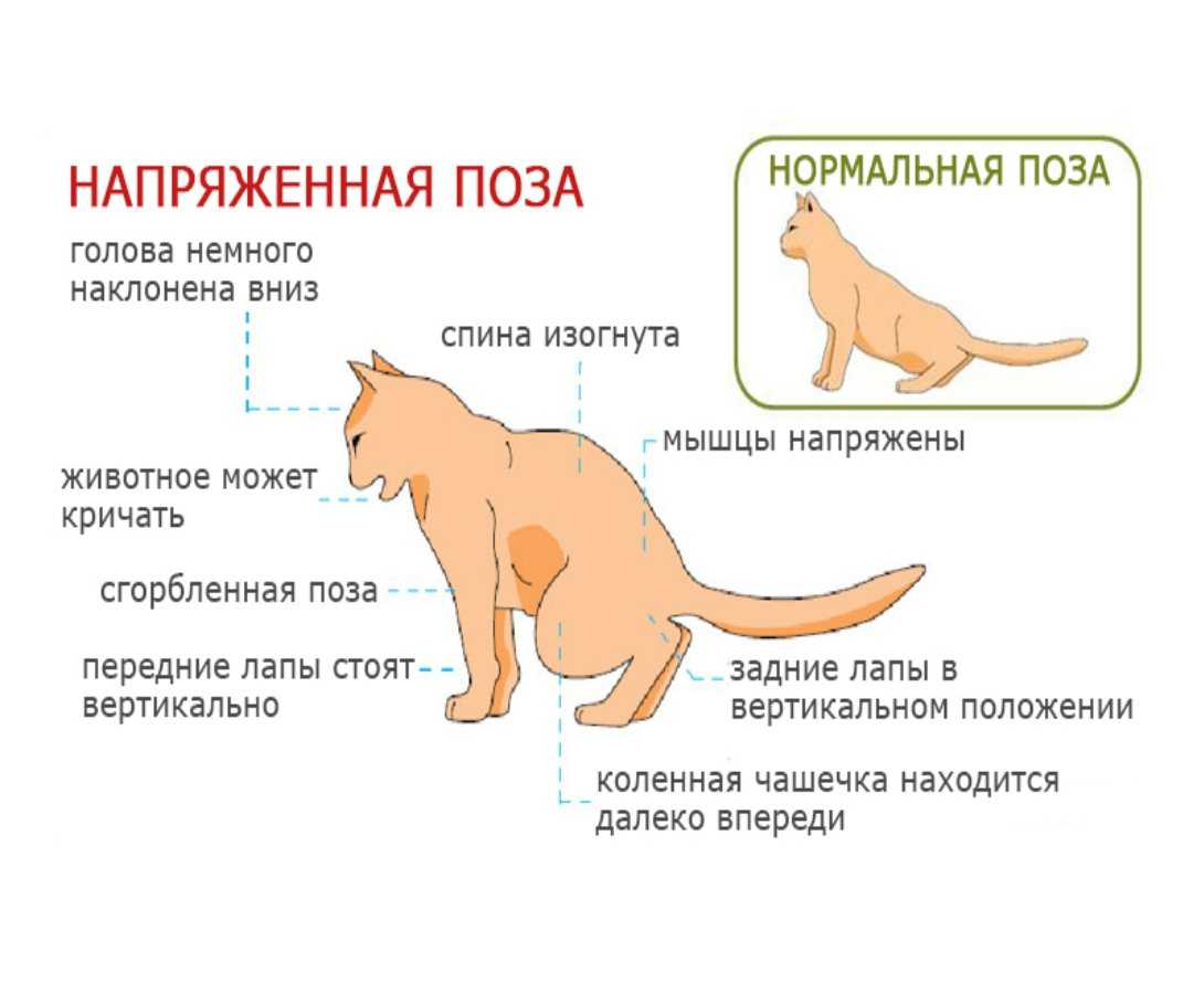 У кота красная попа - симптомы и что делать