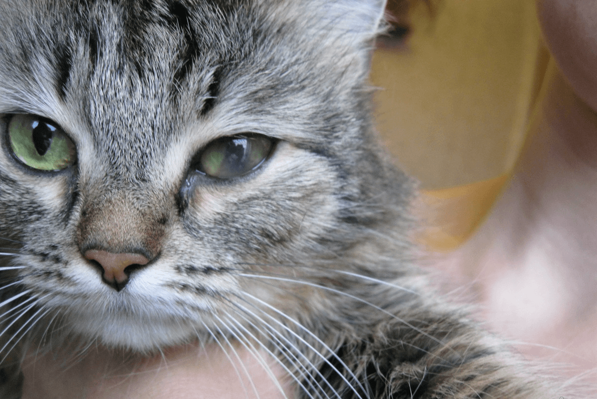 У кошки бельмо на глазу: что делать, лечение