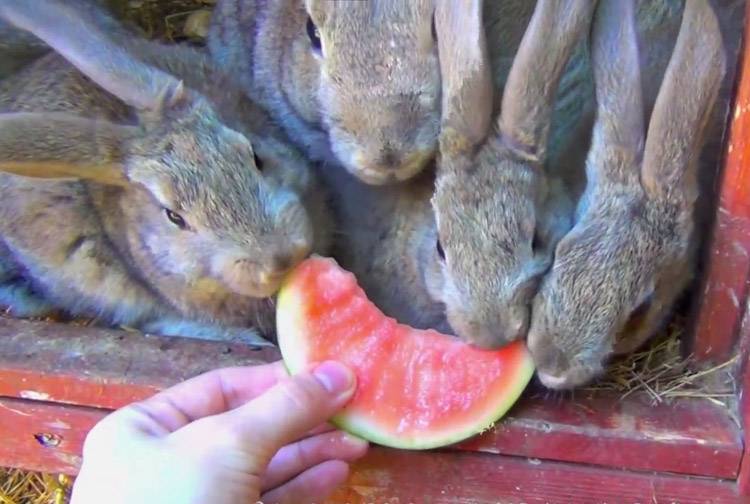 Арбузы - полезное лакомство для кроликов. | кролики. разведение и содержание в домашних условиях