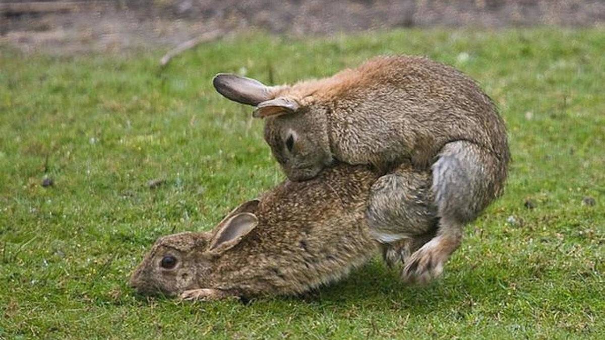 Почему кролики падают после спаривания, как определить пол кролика, правильное спаривание кроликов