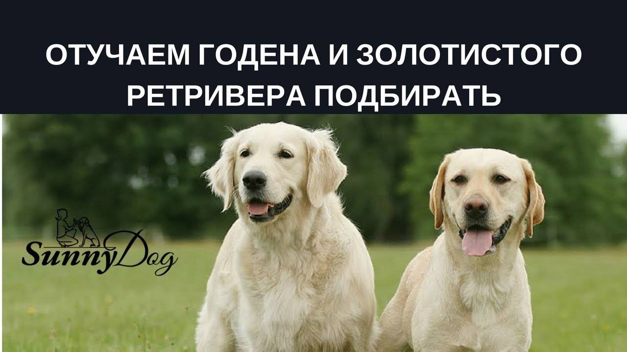 Лабрадор и ретривер - отличия на фото, разница, кого лучше выбрать