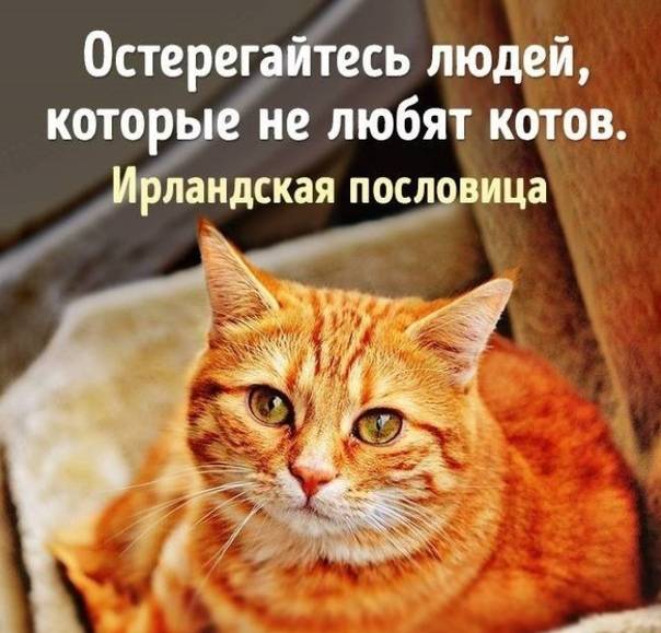 Вещи, которые кошки не любят, но не могут об этом сказать