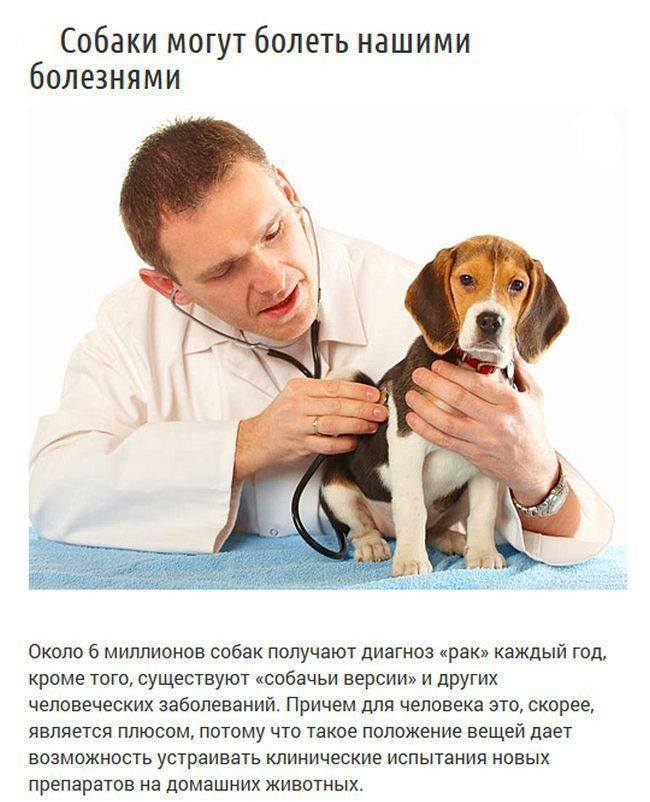 Все о собаках: 100 фактов, которые интересно узнать каждому :: инфониак