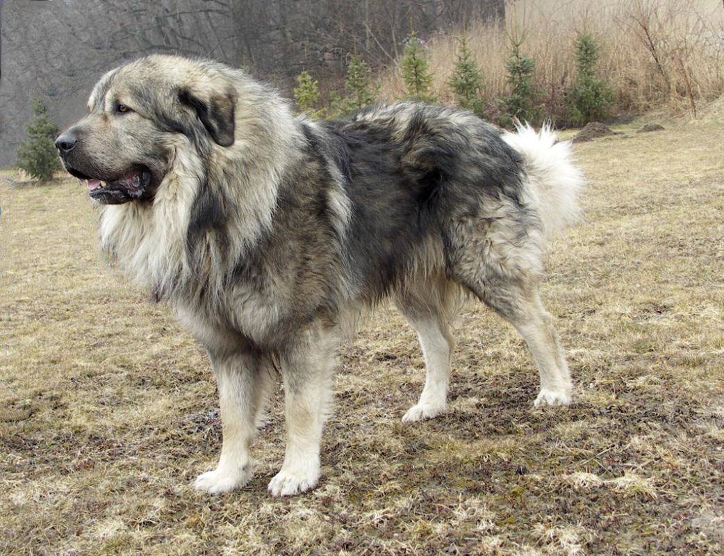 Болгарская овчарка или каракачанская собака ( bulgarian shepherd dog) – рабочая сторожевая собака, внимательная и независимая