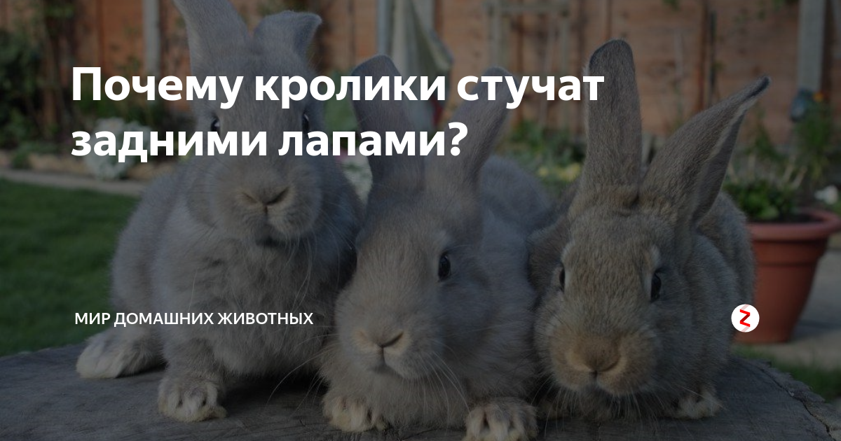 Агрессивный кролик: что делать? | информационный портал о карликовых и декоративных кроликах