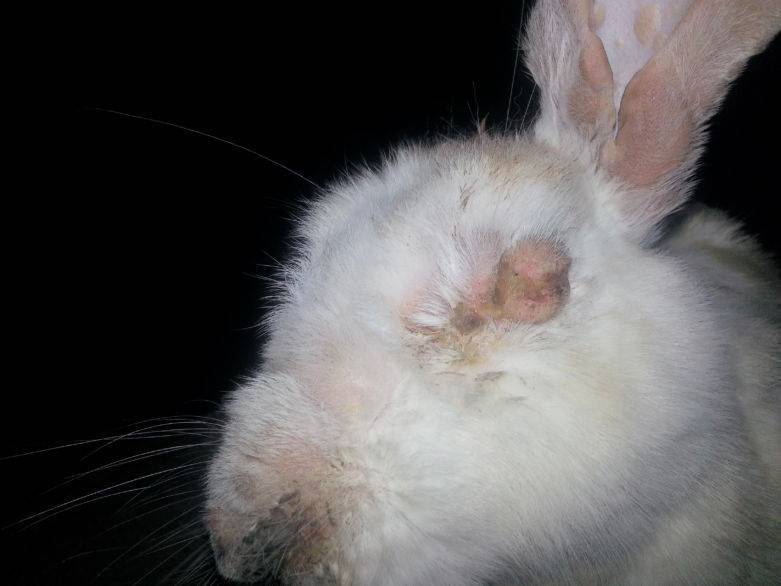 Болезни глаз у кроликов: причины, симптомы, лечение, фото и описание болезней
