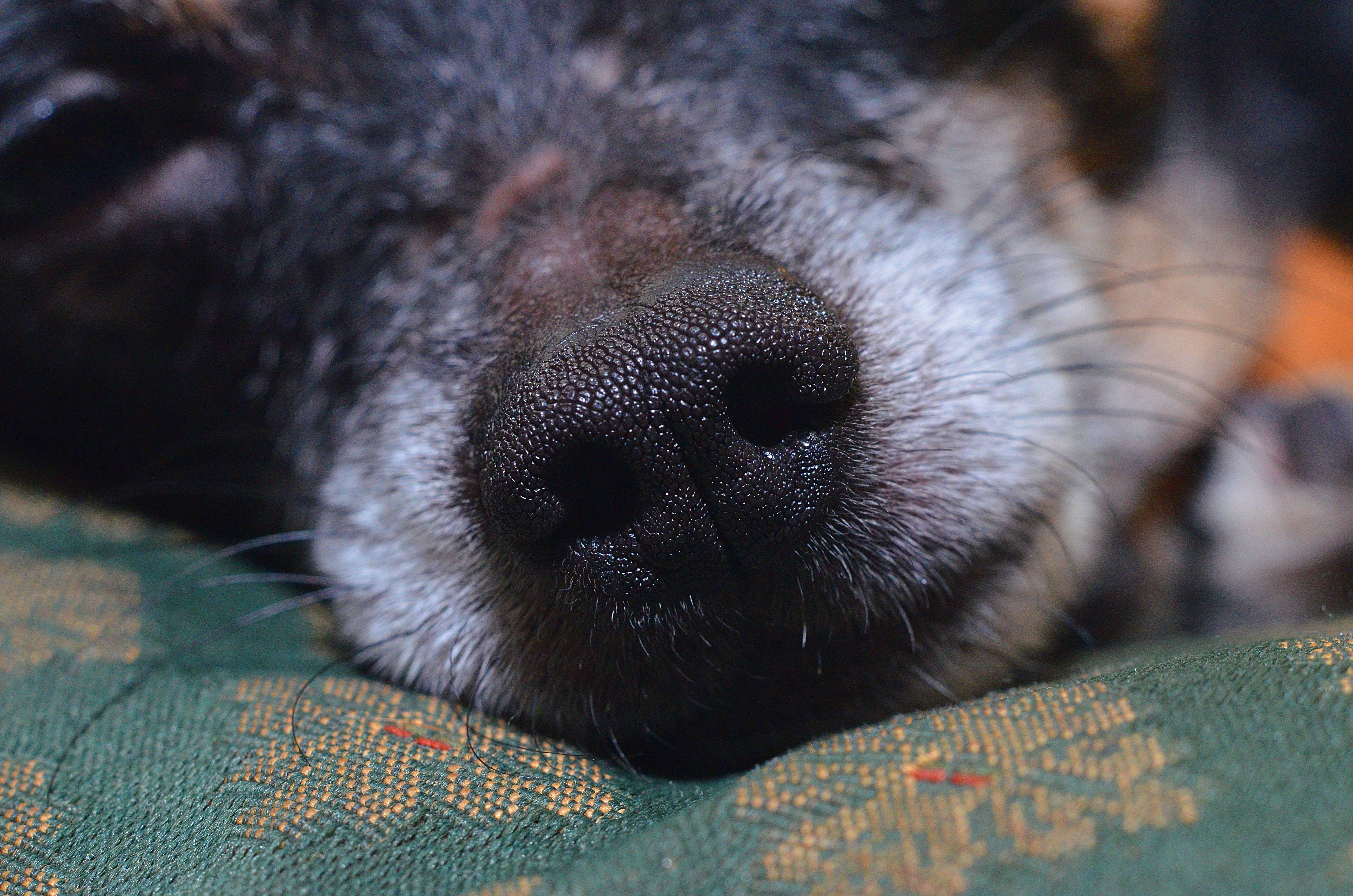 Какой должен быть нос у здоровой собаки | звери дома