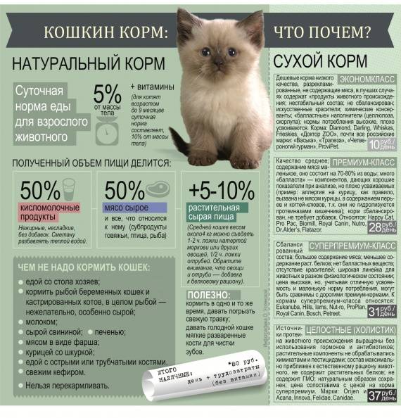 Сколько раз в день кормить котенка: период от рождения до года | ваши питомцы