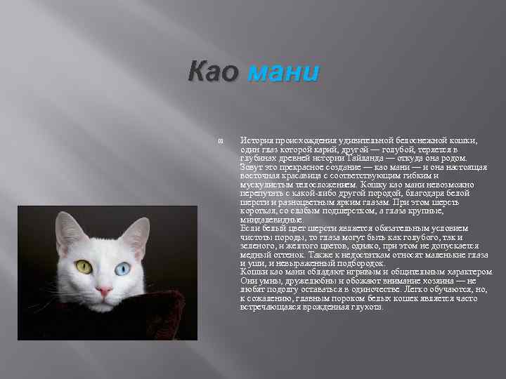 Кошки породы с косящими глазами