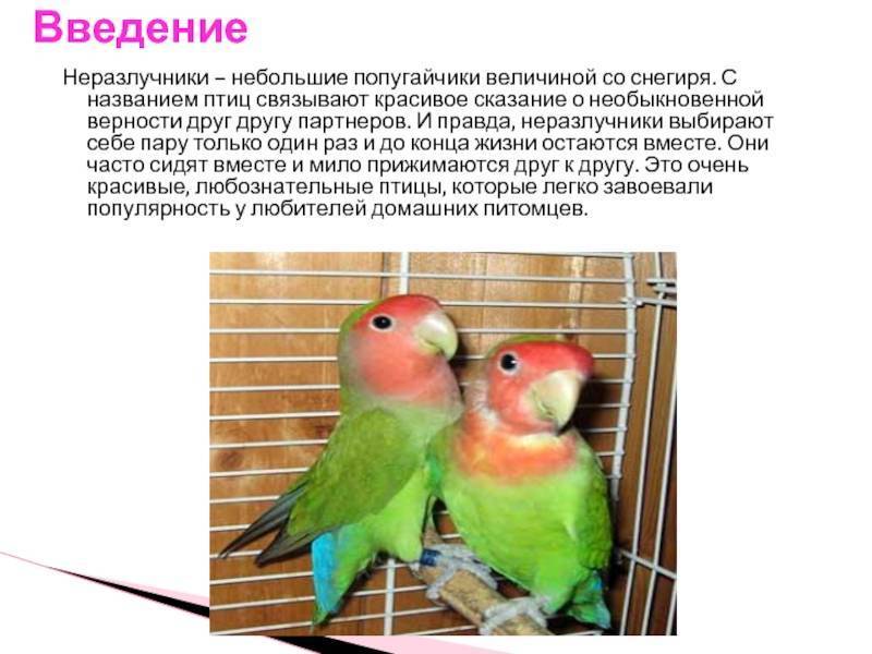 Какое зрение у попугаев