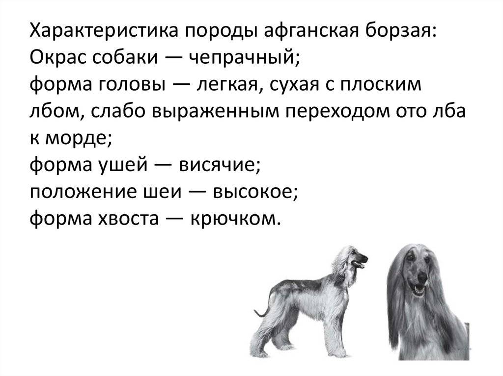 Московский дракон — описание породы собак