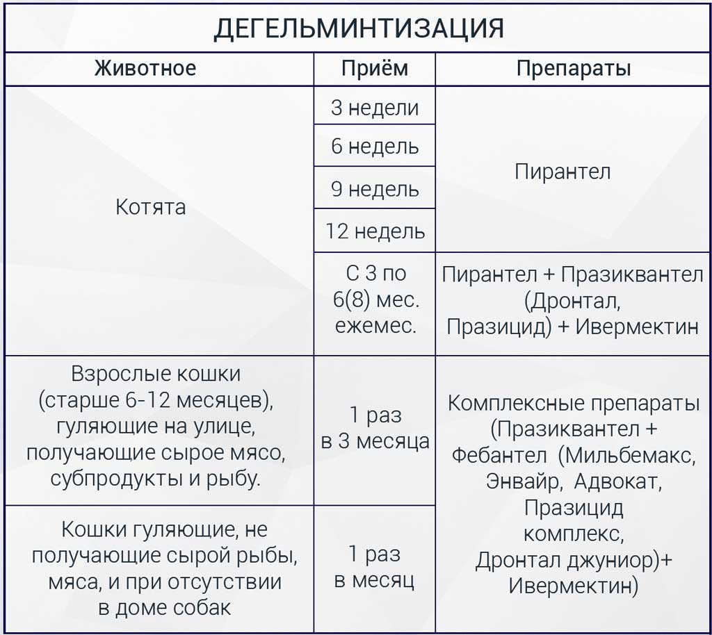 Глисты у котят